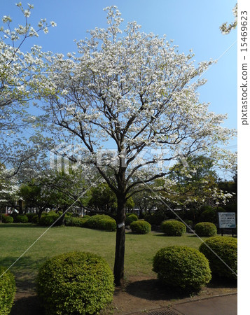 山茱萸和藍天的公園 15469623