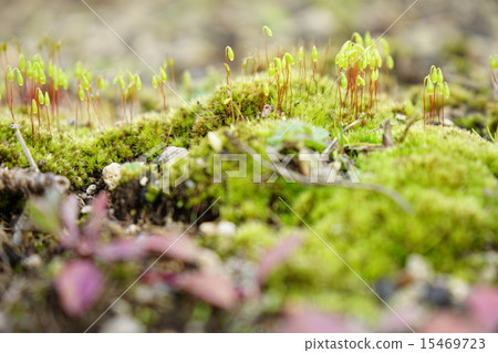 Sporangia of moss 15469723