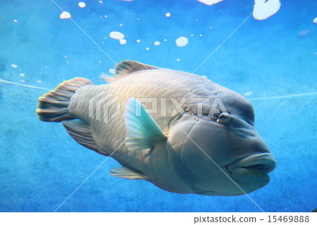 Napoleonic fish 15469888