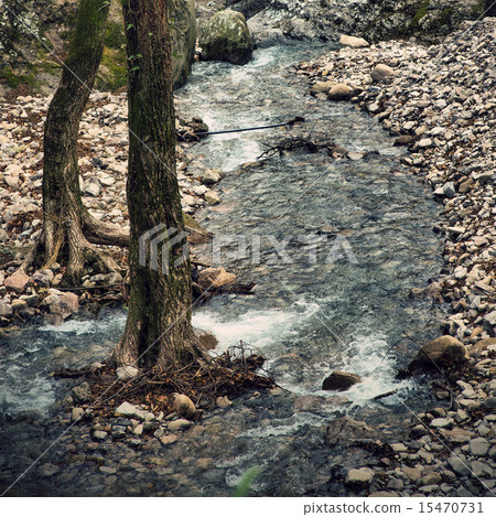 Primeval forest trees river Primeval forest trees river 15470731