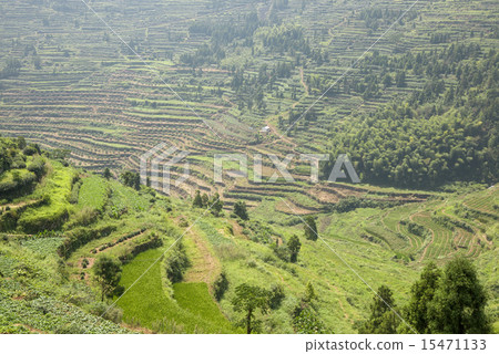 China terraces 15471133