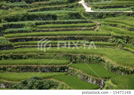 China terraces 15471149