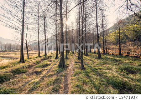 Red cedar forest and trails 15471937