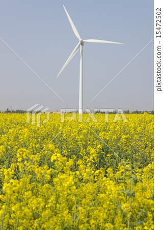 Under canola flower windmill Under canola flower windmill 15472502