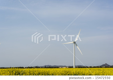 Under canola flower windmill Under canola flower windmill 15472550