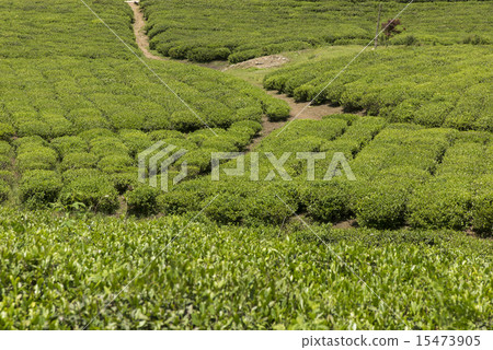 Beautiful Chinese tea 15473905