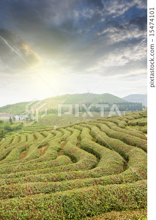 Tea mountain scenery Tea mountain scenery 15474101