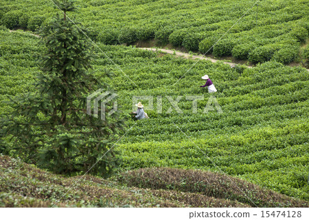 Tea picking Tea picking 15474128