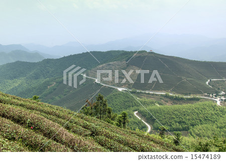 Tea mountain scenery Tea mountain scenery 15474189
