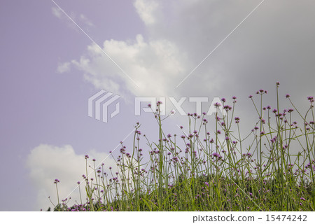 verbena plant scale planting 15474242