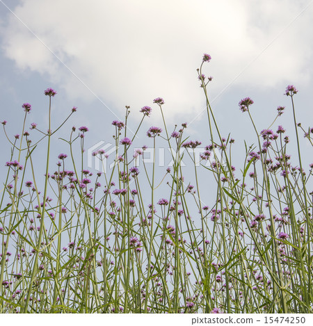 verbena plant scale planting 15474250