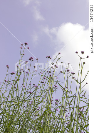 Verbena sky 15474252