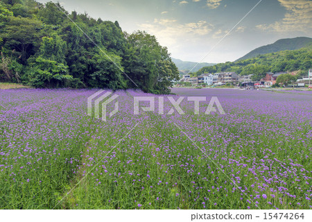 verbena plant flower verbena plant flower 15474264