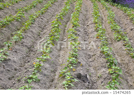Verbena planting Verbena planting 15474265
