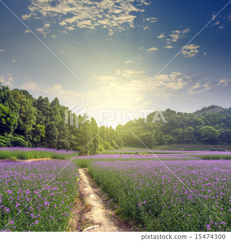 Purple flowers, herba verbenae. Purple flowers, herba verbenae. 15474300