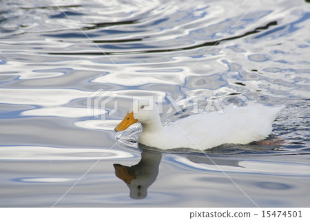 White ducks swimming White ducks swimming 15474501