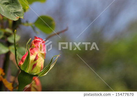 Double delight · rose flower bud 15477670