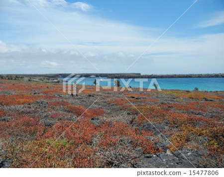 南廣場島紅地毯 南廣場島紅地毯 15477806