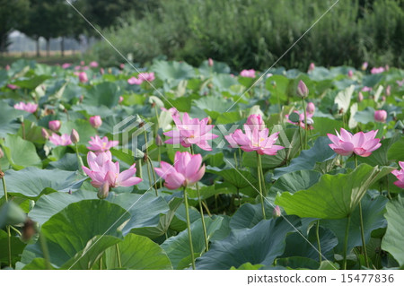 Ancient lotus 15477836