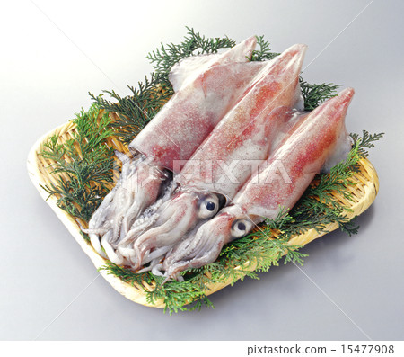 骷髏魷魚 15477908