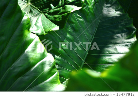 Okinawa, Quercies 15477912