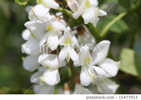 Flower of falseacacia 15477913