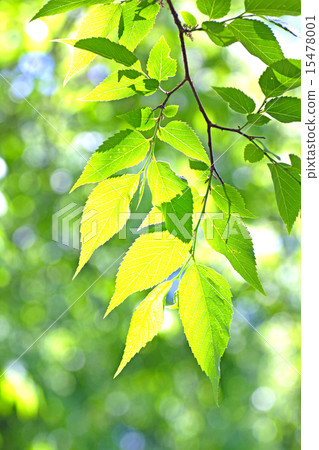 慕沒有葉子。 15478001