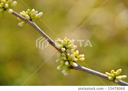 White bud of Hanazu Ow 15478068