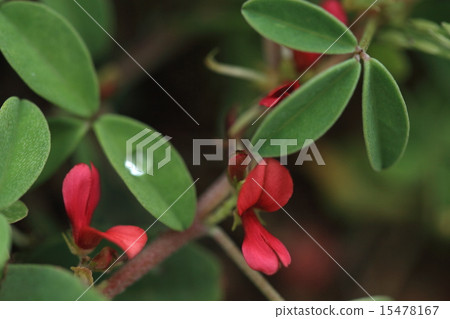 Natural plant Mitsubano Komatsunagi, a small flower with its name "Komagata". It can be seen at the coast of the people of Okinawa 15478167