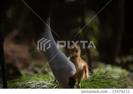 天王寺動物園Nave起重機小雞 15478211