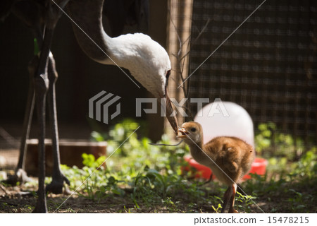 Tennoji zoo Receiving food from parents Nabezuru chicks Tennoji zoo Receiving food from parents Nabezuru chicks 15478215
