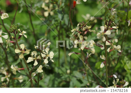 Arugula flowers Arugula flowers 15478216