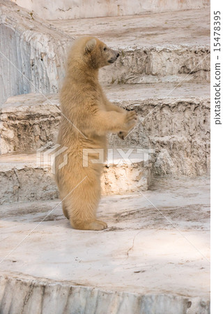 Tennoji Zoo Baby polar bear stands upright 15478395