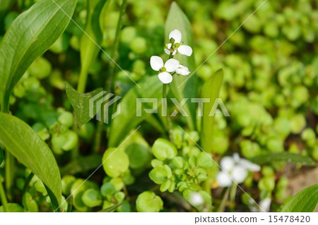 澤瀉 澤瀉 15478420