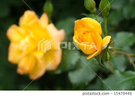 Yellow rose flower 15478448