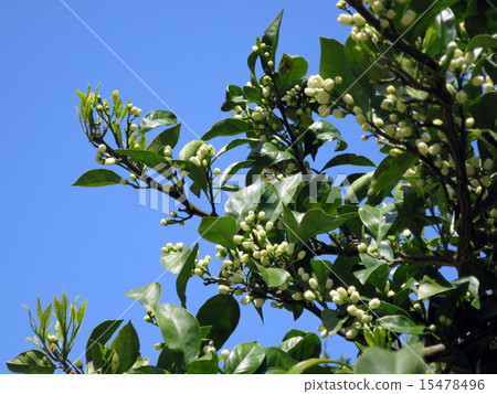 Mandarin orange flowers Mandarin orange flowers 15478496