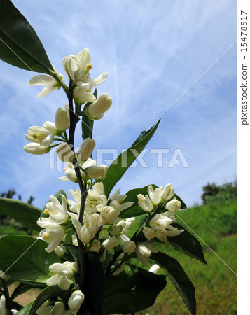Mandarin orange flowers Mandarin orange flowers 15478517