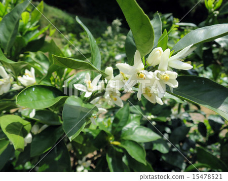 Mandarin orange flowers 15478521
