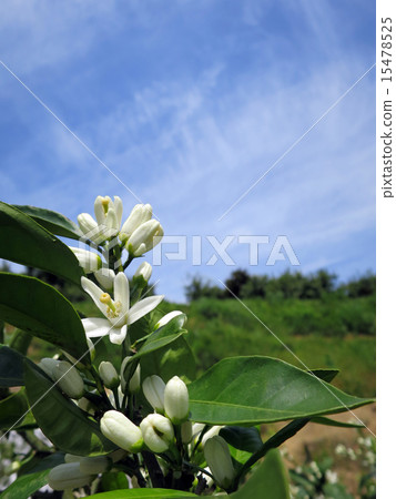 Mandarin orange flowers Mandarin orange flowers 15478525