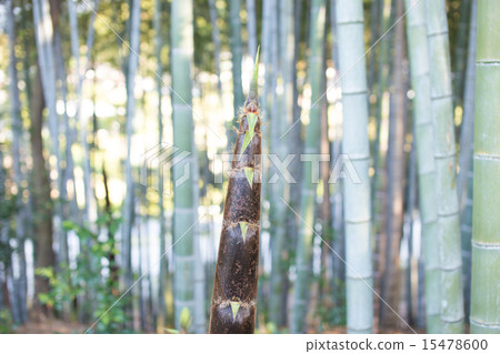 裙帶菜竹子生長 裙帶菜竹子生長 15478600