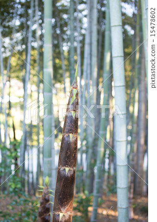 Wakame bamboo growing 15478602