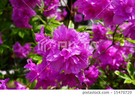 淀川杜鵑花 15478720