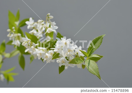 Princess Utagi Princess Utagi 15478896