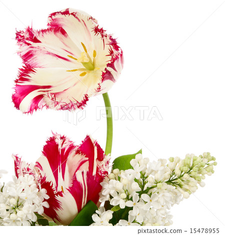 Tulips and lilac 15478955