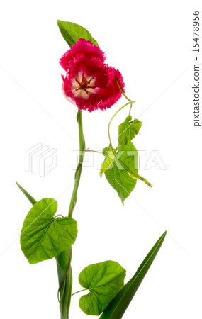 Bindweed on a tulip 15478956