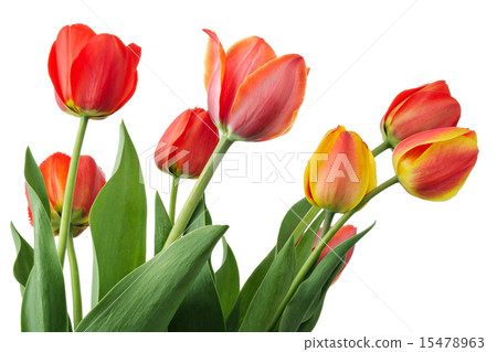 Tulips 15478963