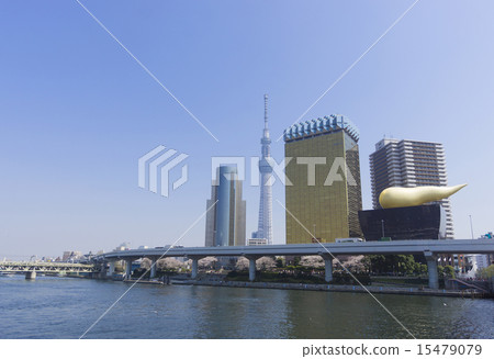 Tokyo Sky Tree and Sakura Yoshiharu 's Sakura in full Sumida River 15479079