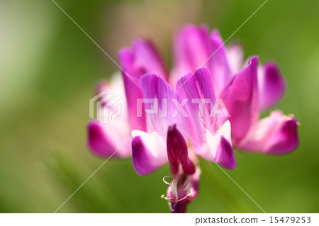 [黃芪春天的花朵] 15479253