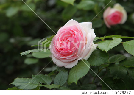 玫瑰粉紅色〜淺綠色漸變 15479257
