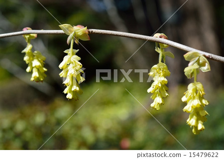 Toshi鐮刀 15479622